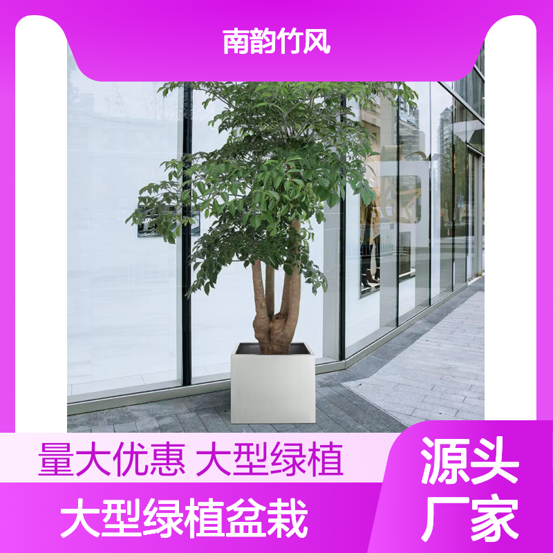富贵树 大型绿植盆栽 办公室常用品种 大堂摆放 2.5米以上 南韵竹风