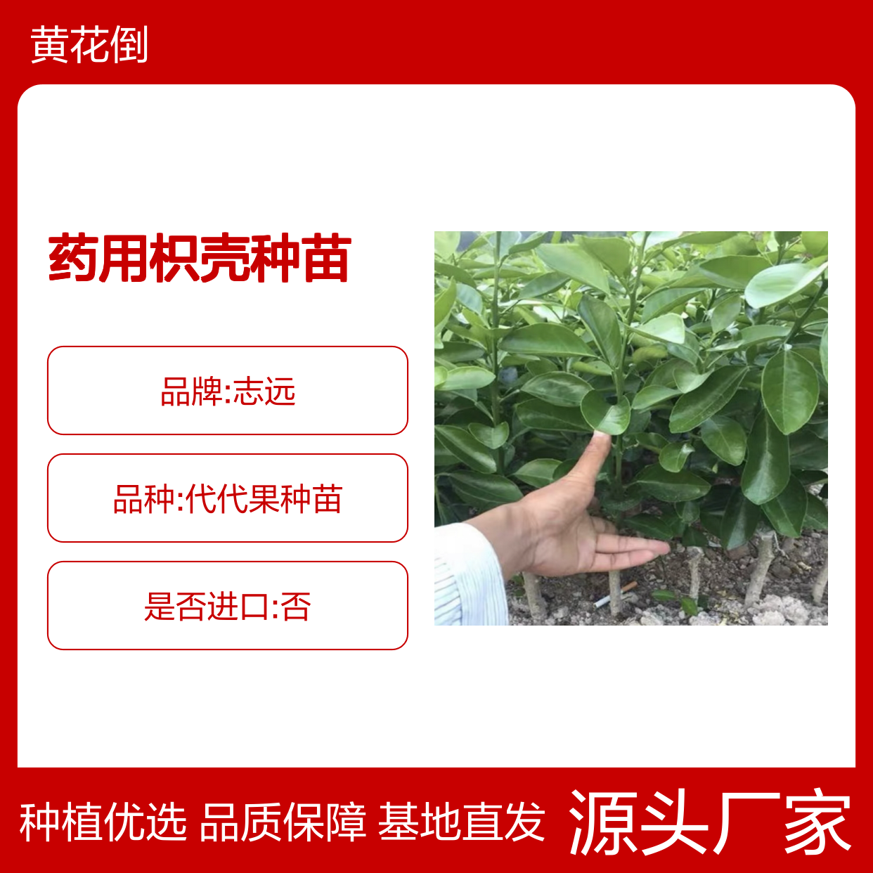 药用枳壳种苗 批发种植优选 基地直供 专业培育