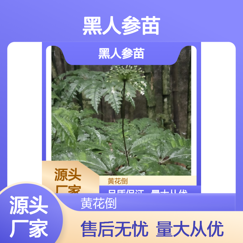 黑人参苗 自然生长 园林绿化优选 品质可靠 增添美感