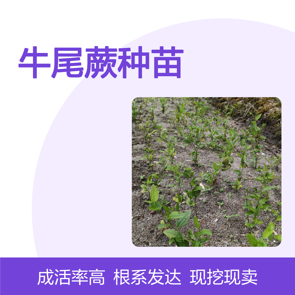 现挖现卖牛尾蕨种苗 多年生根系发达 成活高规格齐全