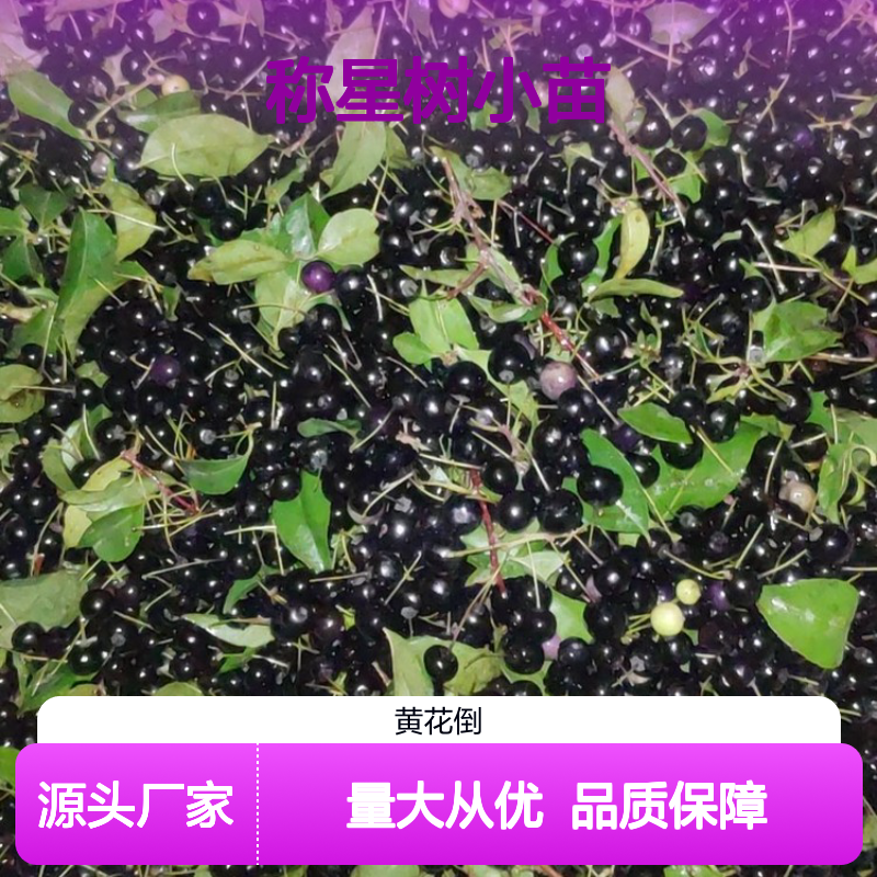 称星树小苗 百亩种植园直供 品质优良 药用价值