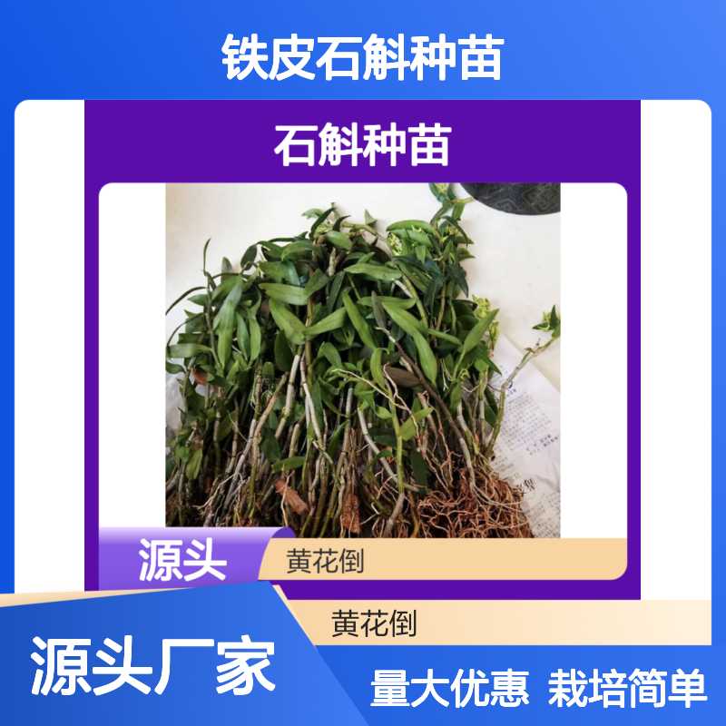 铁皮石斛种苗 基地直供高成活率 品质保证 生长健壮