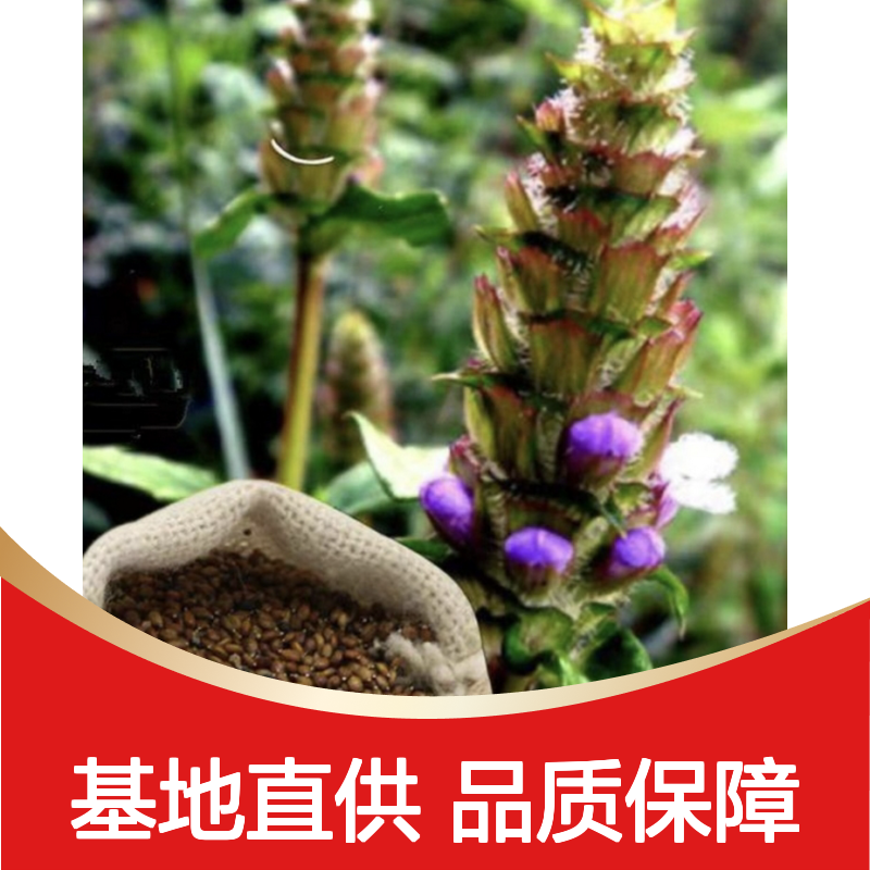 夏枯草小苗 批发基地直供 品种优良 适应性强 易于栽培