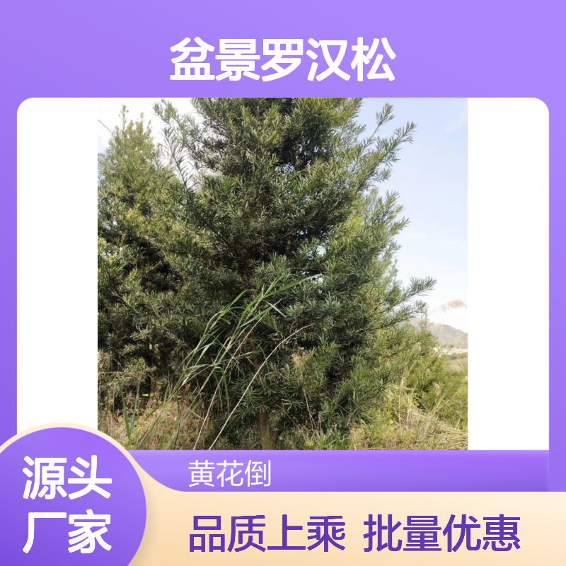 盆景罗汉松 百亩园直供 批发优选 品质保证 绿意盎然