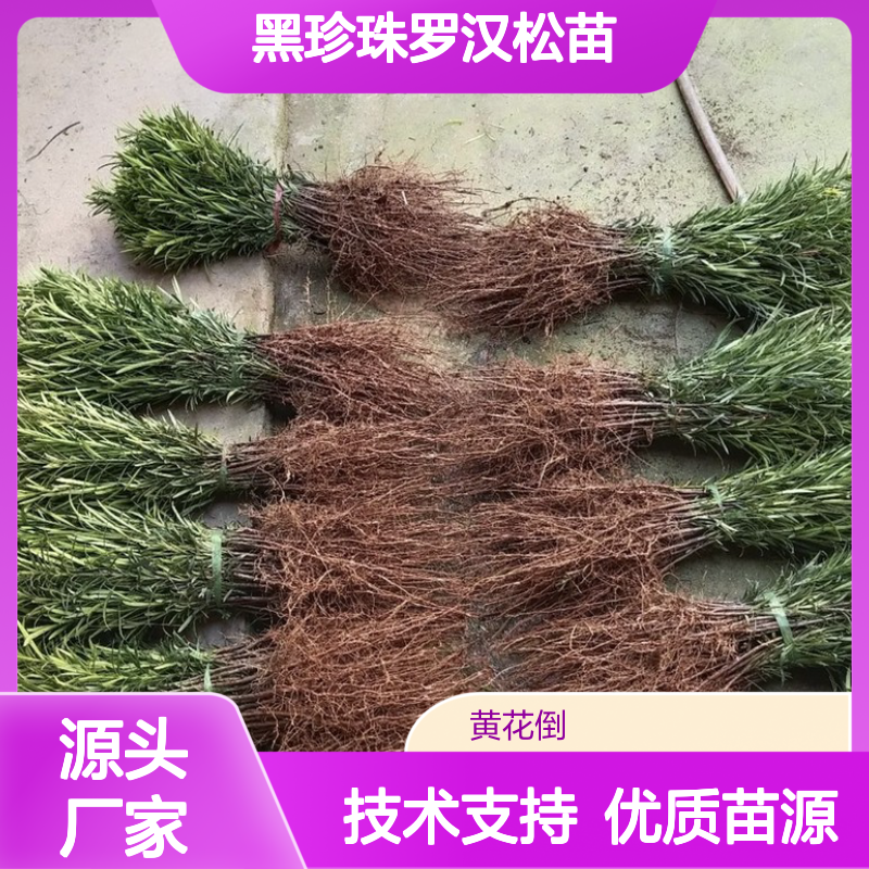产地一手货源黑珍珠罗汉松苗 全程技术指导 十几年苗木培育经验