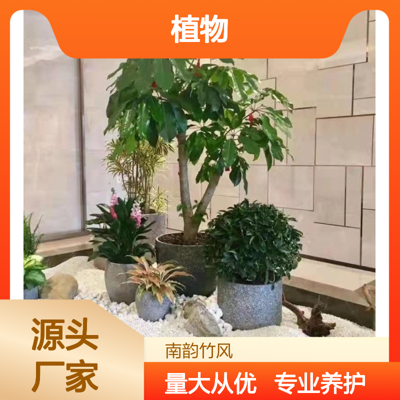 南韵竹风植物租赁服务,专业养护绿植盆栽 品质如一
