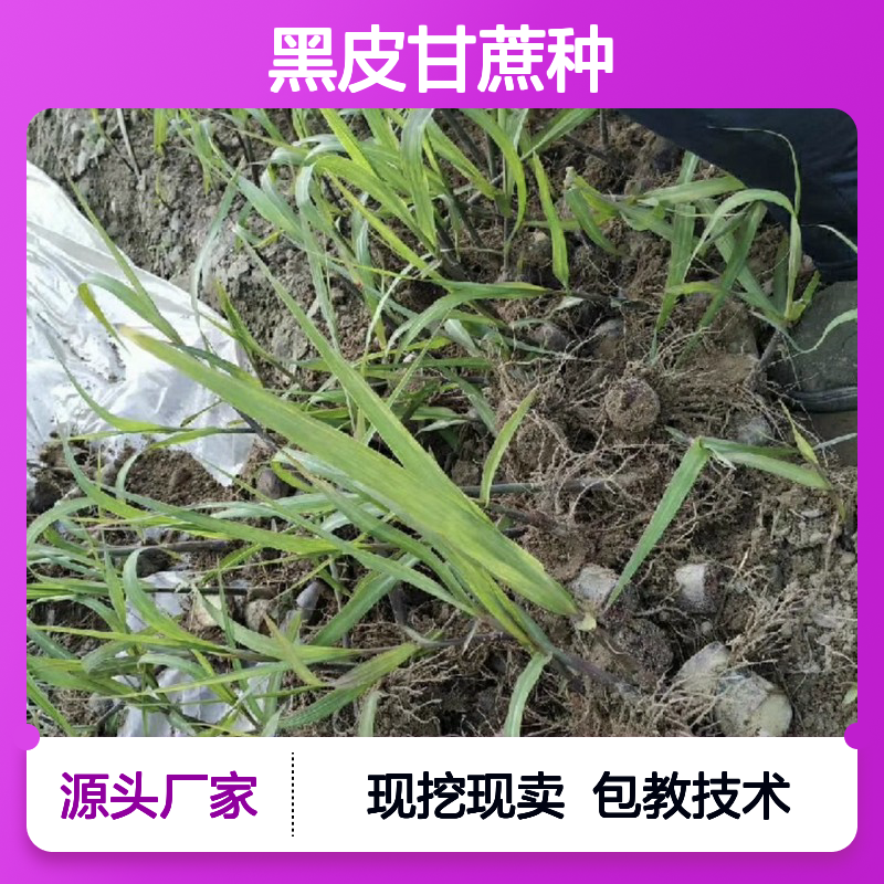 现挖现卖黑皮甘蔗种 基地直发包教种植管理技术品质纯正可票