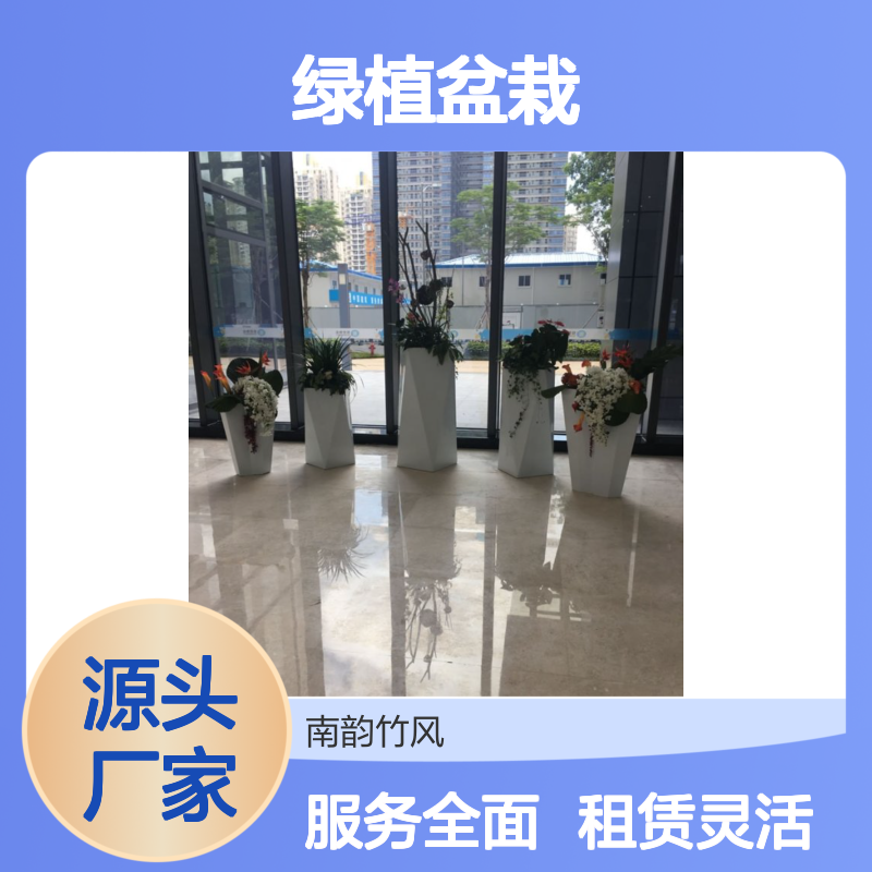 南韵竹风绿植盆栽 承接绿化工程项目 成活率高