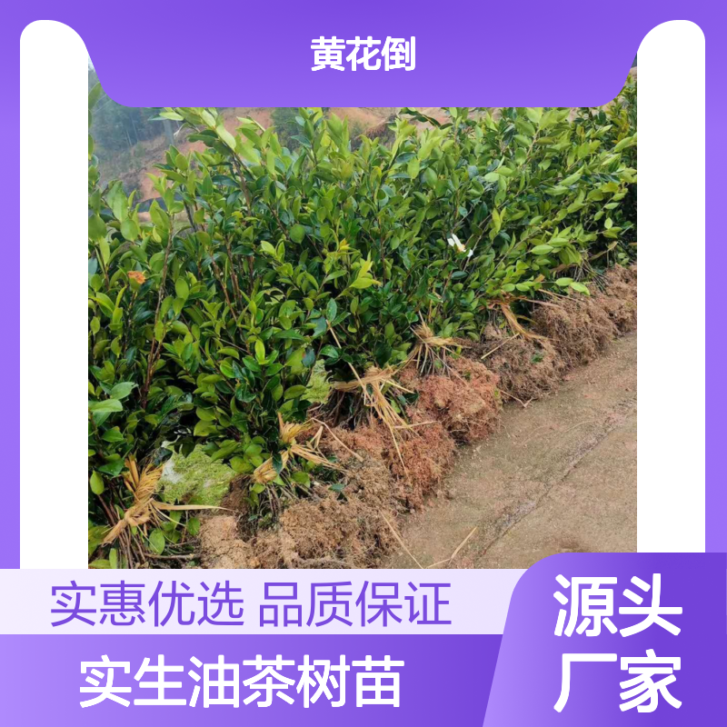 实生油茶树苗 高产嫁接品种 果大皮薄 营养丰富