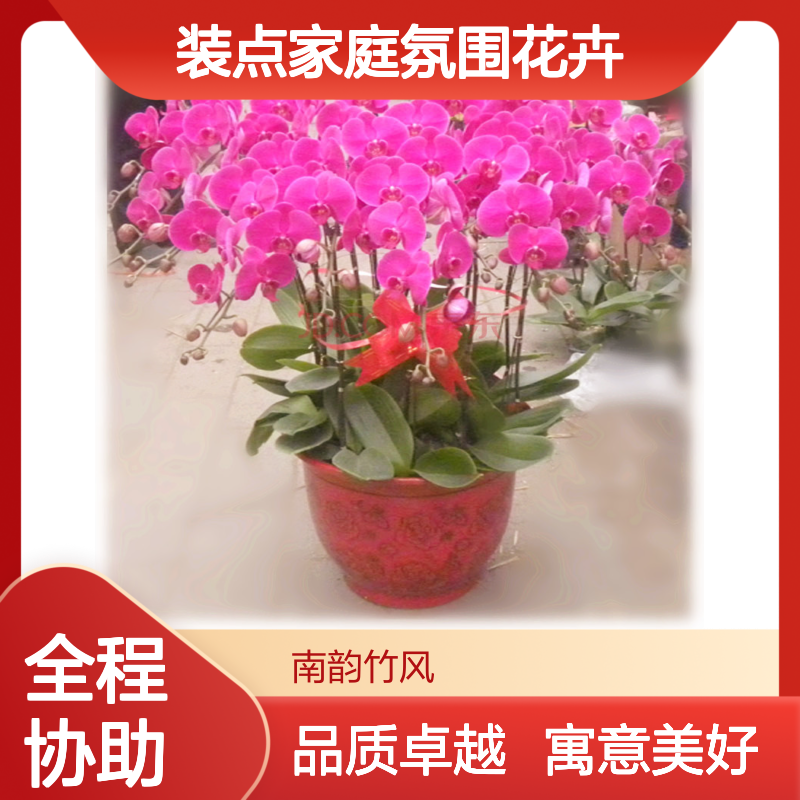 蝴蝶兰鲜花花艺盆栽 春节装点家庭氛围花卉 10支组 寓意十全十美
