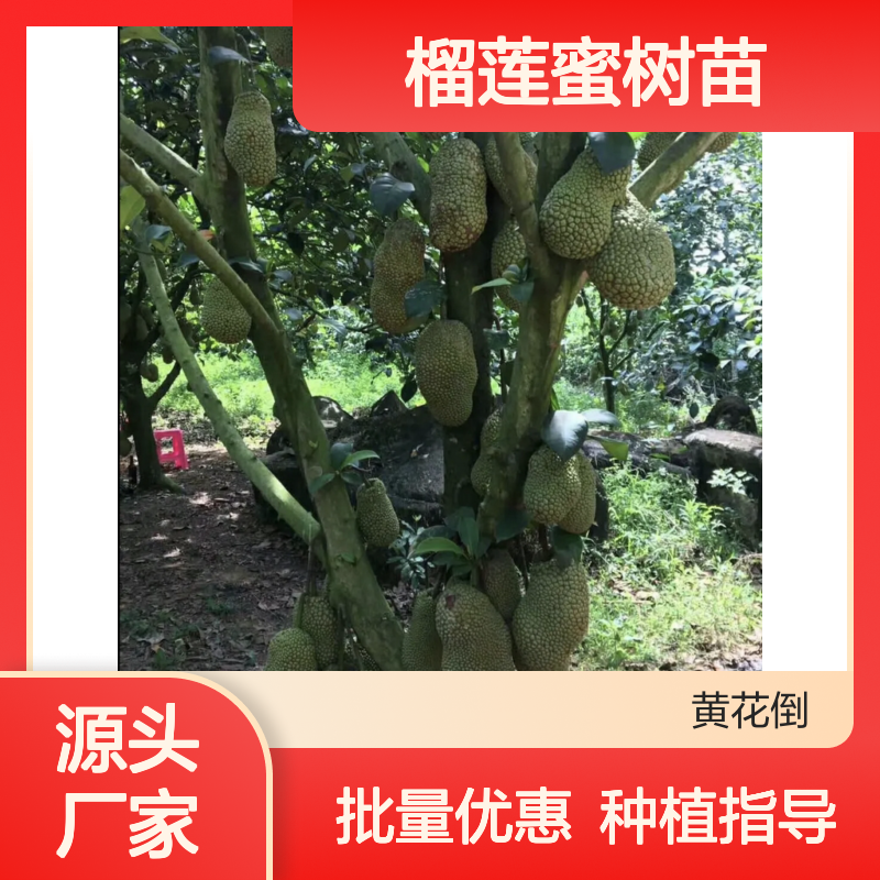 榴莲蜜树苗 批发种植 园艺优选 生长迅速 产量丰富