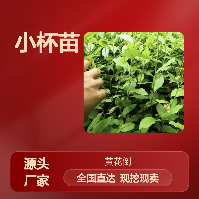 现挖现卖铁观音茶小杯苗 购买数量达到要求全国专线车直达送货