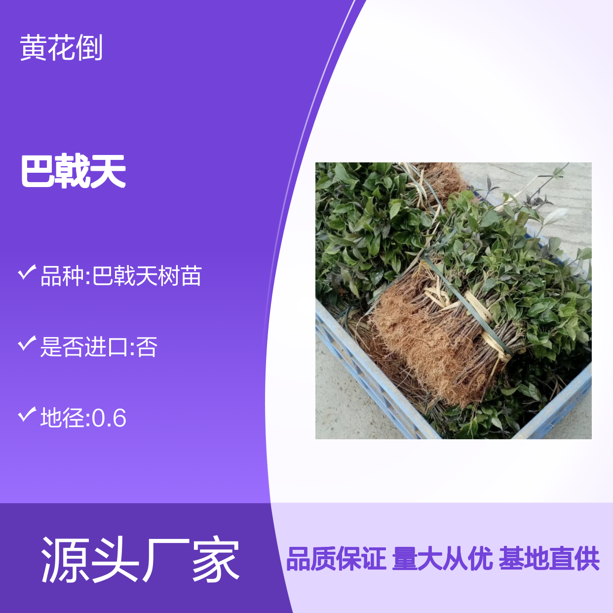 精选巴戟天种苗 园林植物优选 生长旺盛 适应性强
