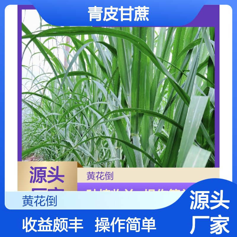 农户直供青皮甘蔗种芽 种植收益好荒山农田均可种植