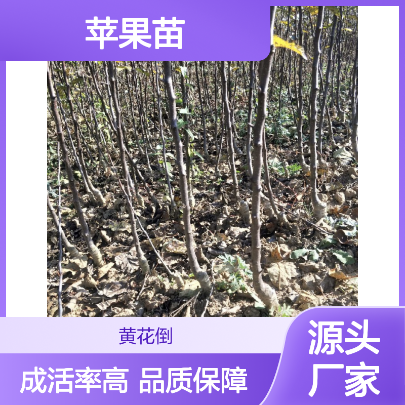 现起现发苹果苗 多年生根系发达成活高规格齐全