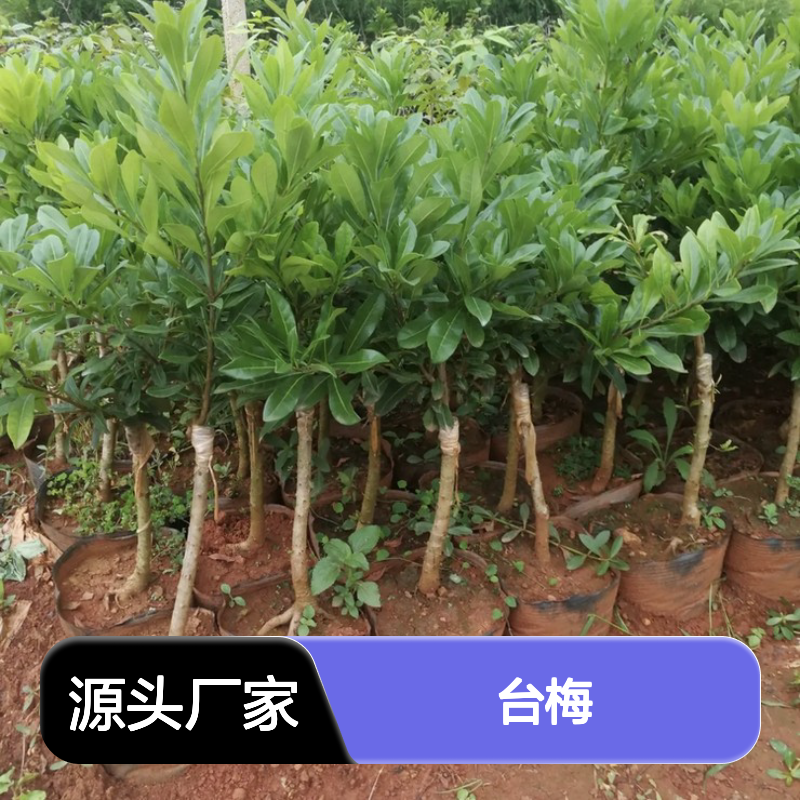 产地批发台梅直生苗 苗圃产地直供品质保证种植技术分享