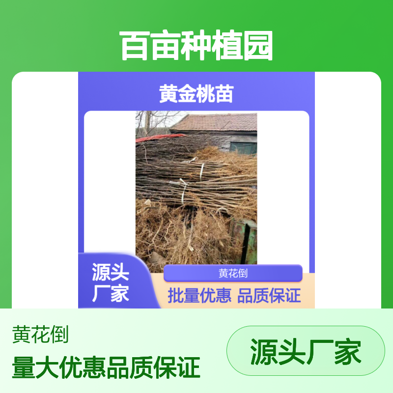 黄金桃苗 百亩种植园直供 广泛栽培 历史悠久 果肉饱满