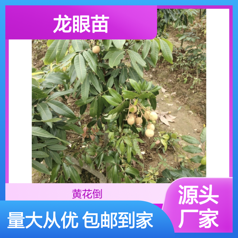 古山二号龙眼树苗 批发供应 优良品种 肉质爽脆