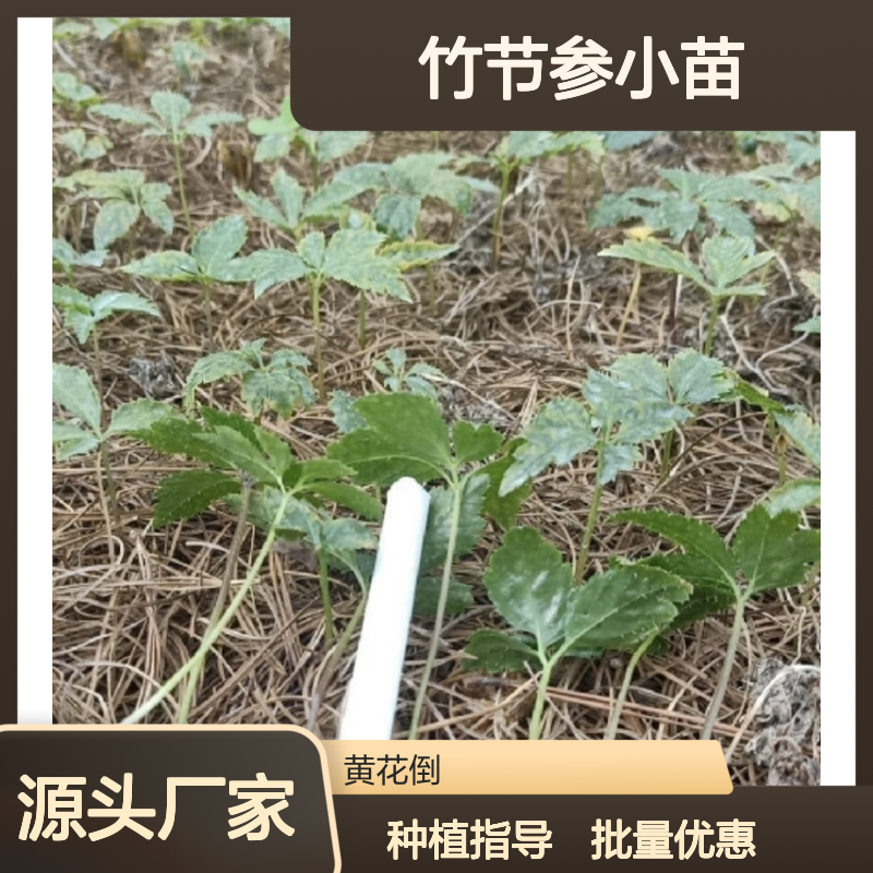 竹节参小苗 种植主产区直供 品质优良 生长旺盛