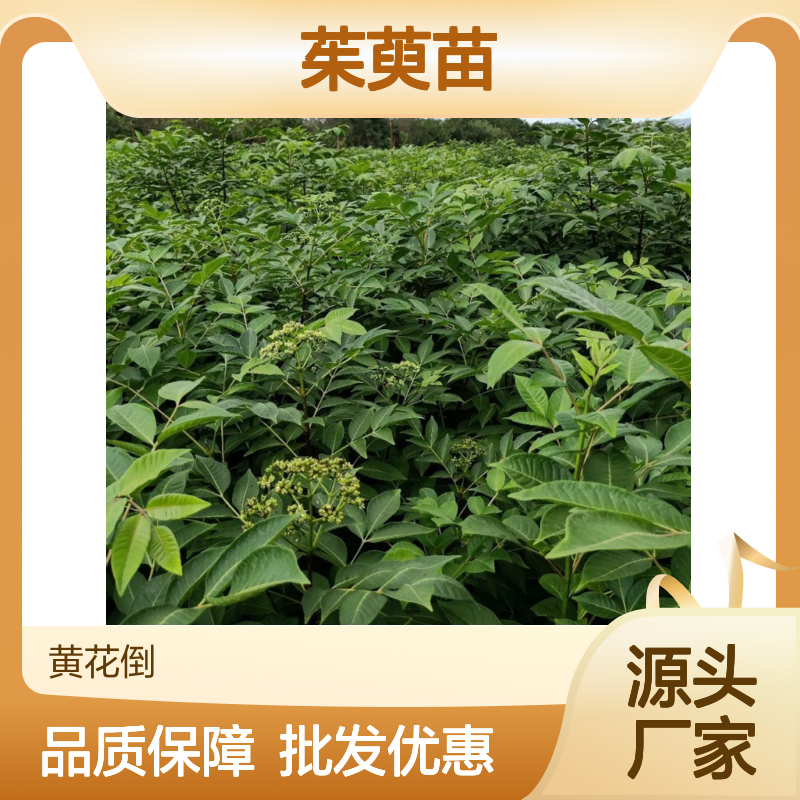 精选茱萸苗 种植园直供 批发优选 生长旺盛 管理简单