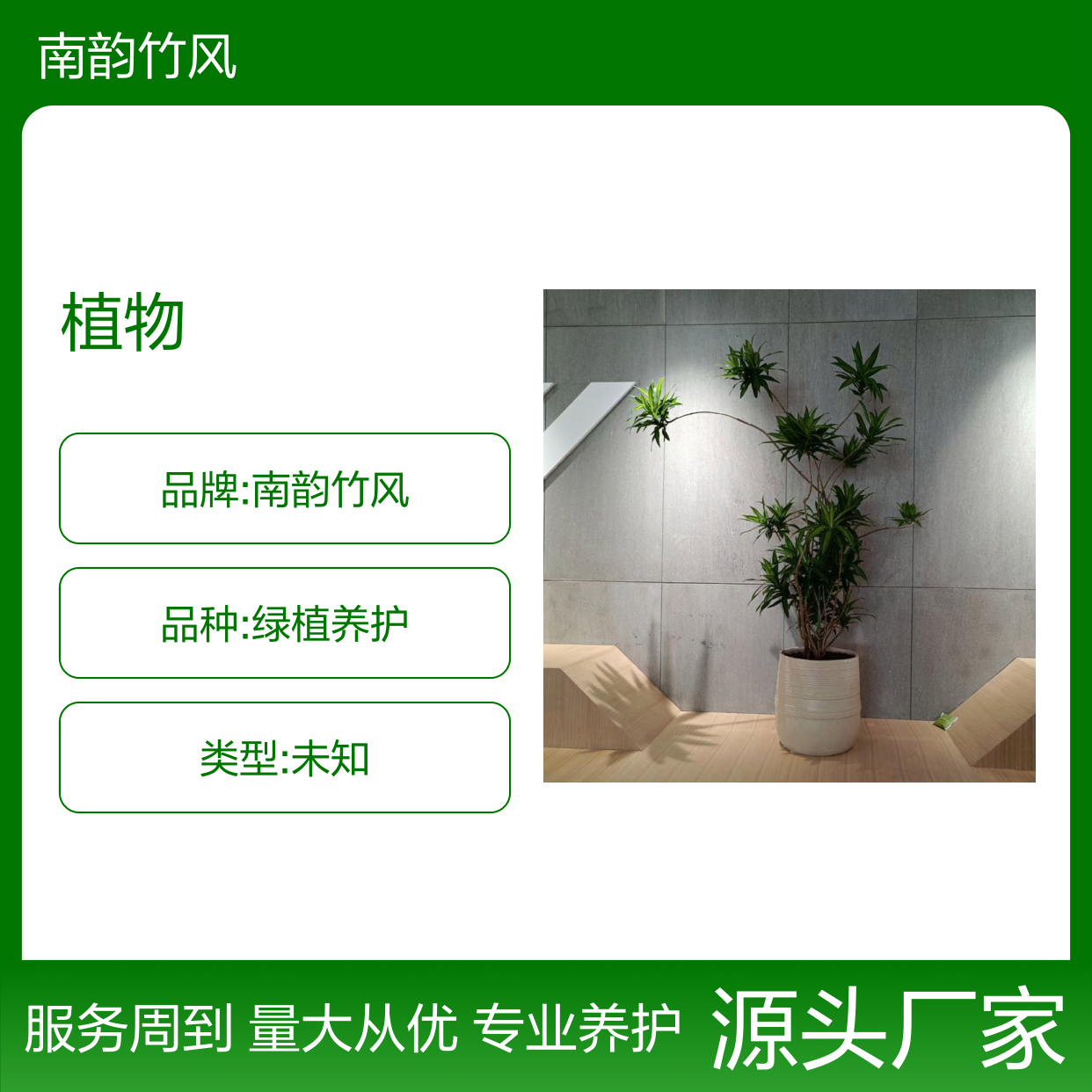 南韵竹风绿植租摆,专业养护省心选择 品种多样