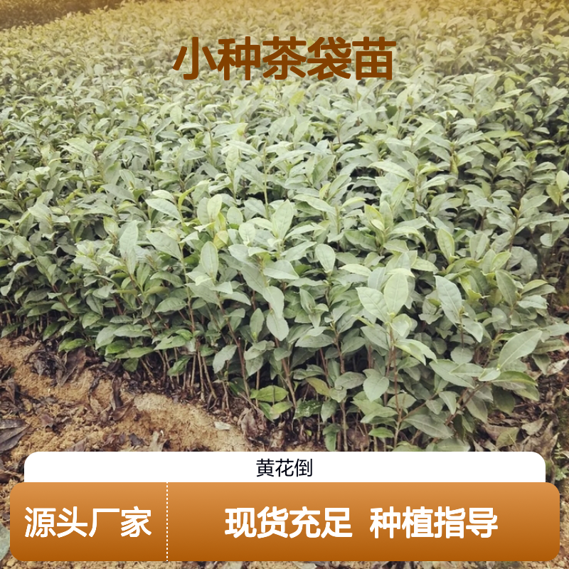 正山小种茶袋苗 苗圃直供 品质保证 技术分享 园林优选
