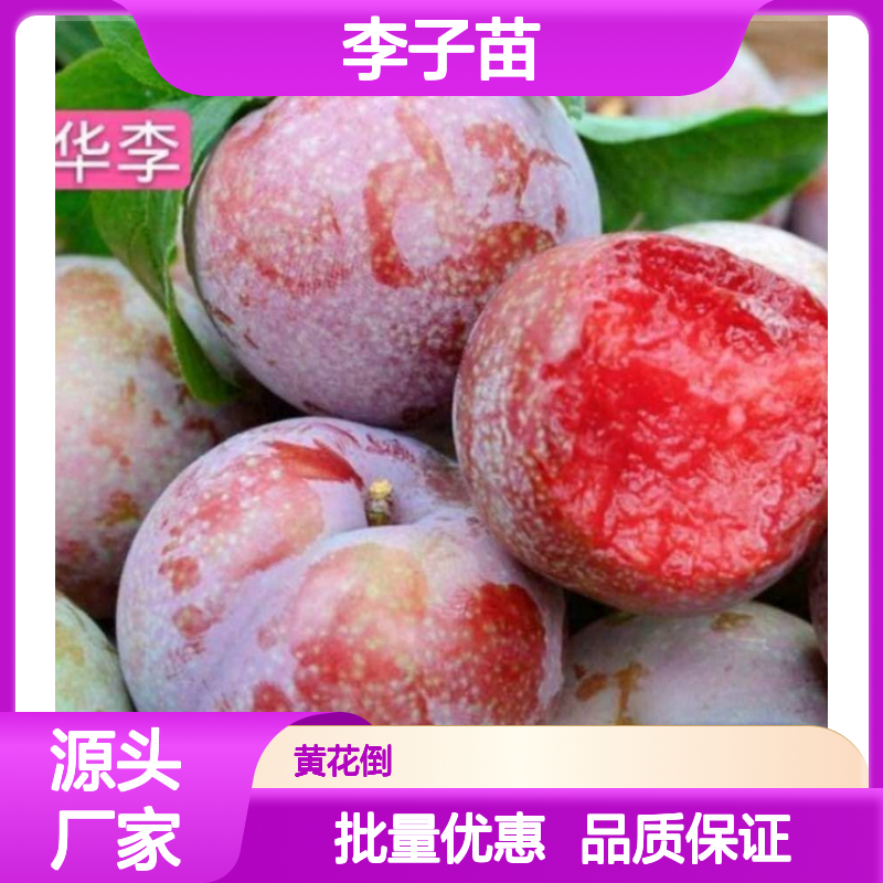 李子种植区 优质李子苗 批发供应 观叶果树 生长旺盛