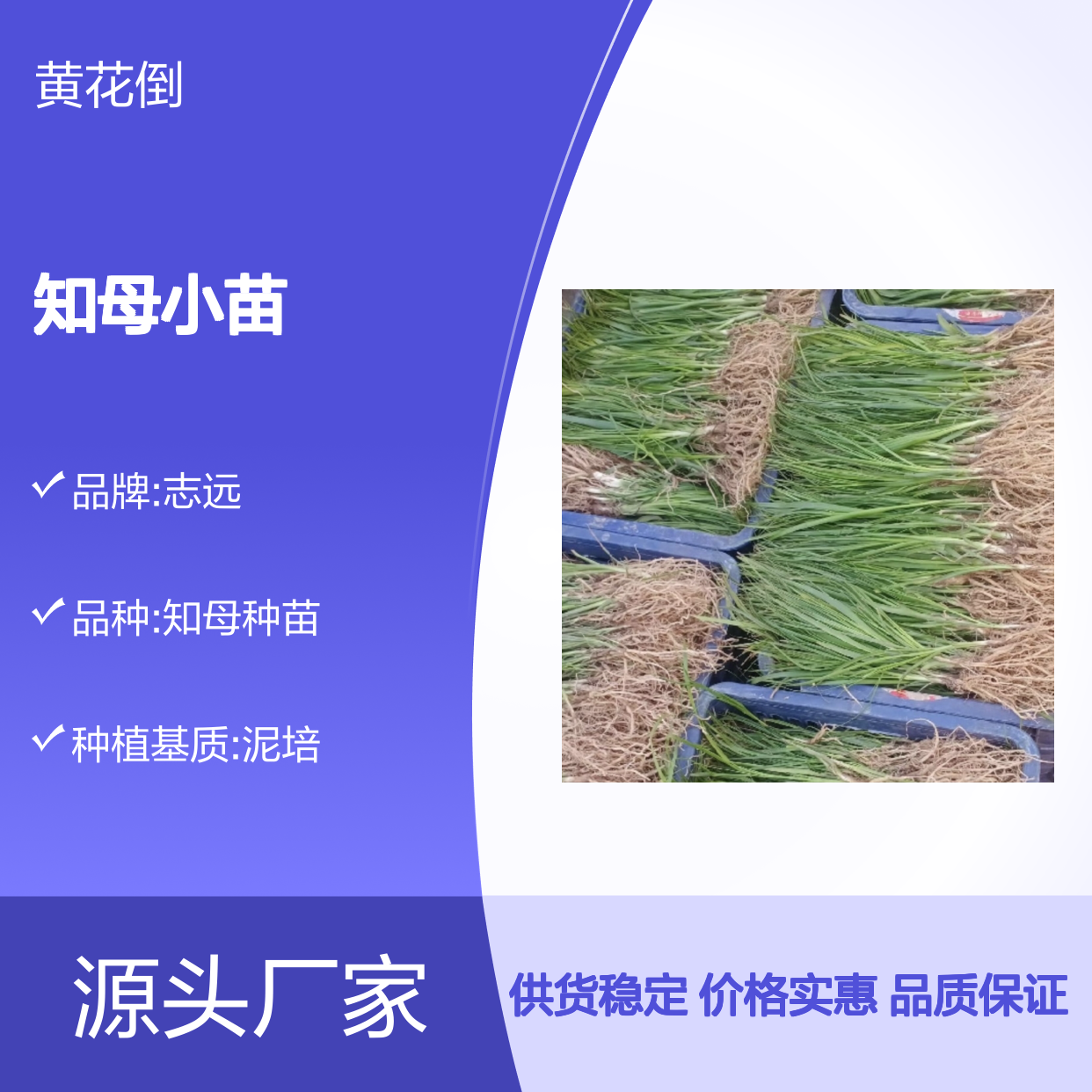 知母小苗 耐寒耐旱 适应性强 管理简单 技术成熟