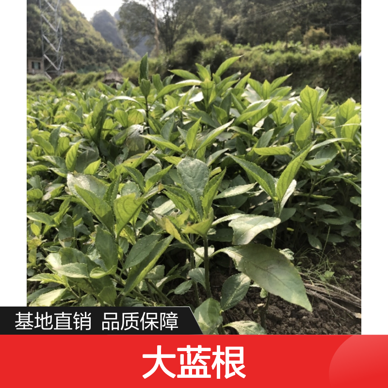 大蓝根种苗 基地直供 种植技术成熟 品质优良 服务周到
