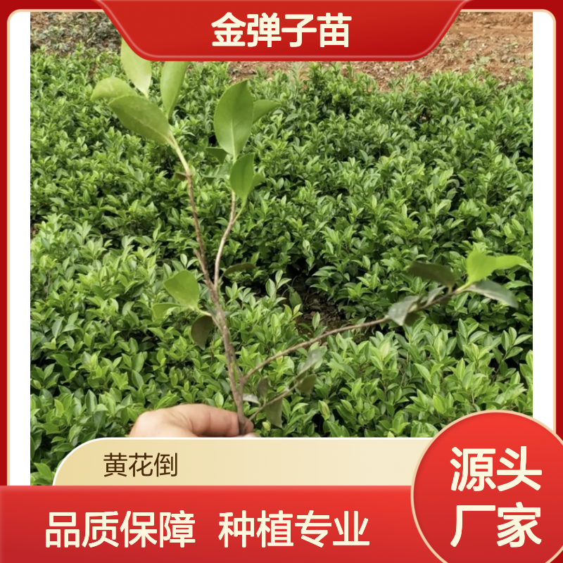 金弹子苗 基地批发 园林优选植物 叶小果多 芽萌动早