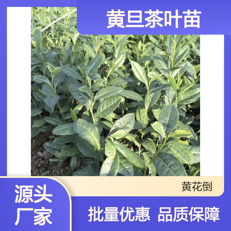 黄旦茶叶苗 批发供应 园林优选 常绿灌木 生长旺盛