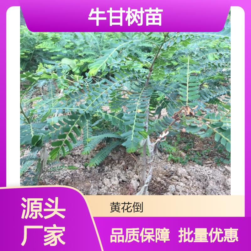 牛甘树苗 实生繁殖 批量供应 抗逆性强 果大肉厚