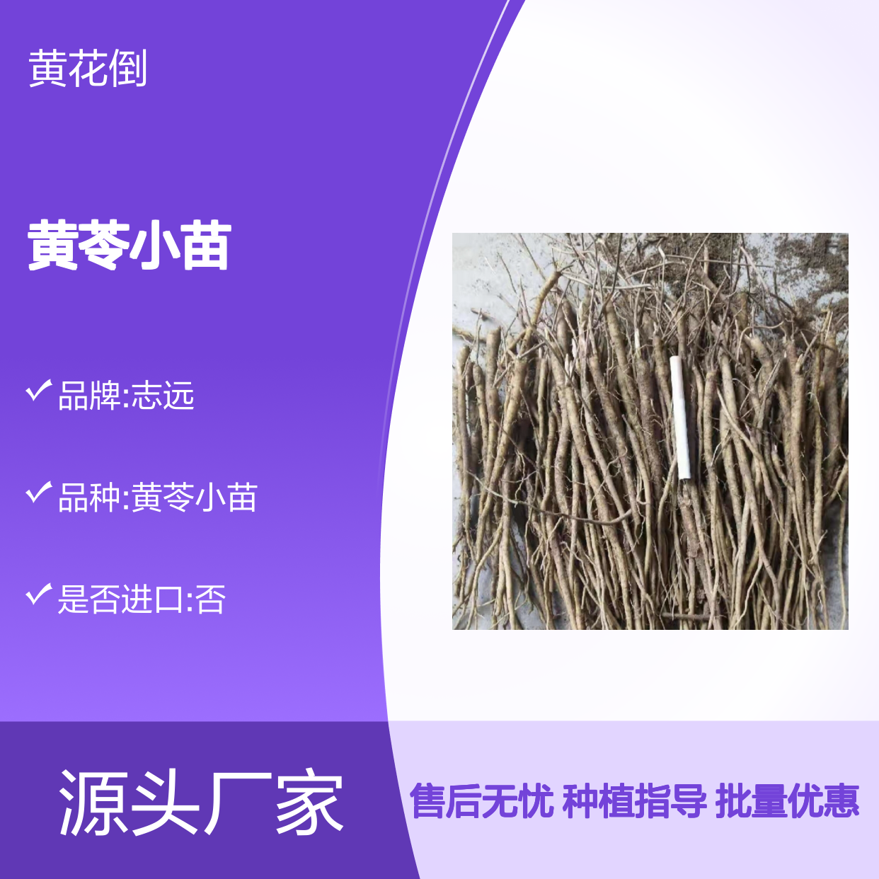 黄苓小苗基地直供 优质黄苓小苗批发 高效种植