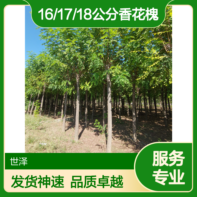 世泽园林-苗木购销-16/17/18公分香花槐-发货快-常规树种