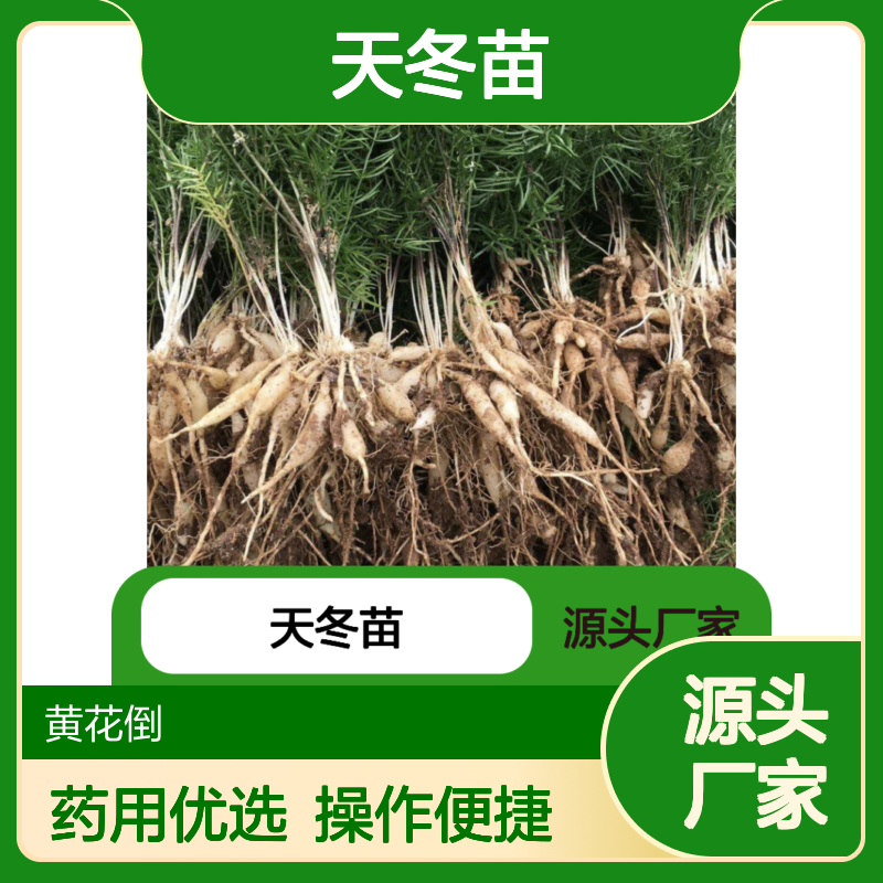 天冬苗批发 常绿灌木 药用园林植物 栽培简单 管理方便