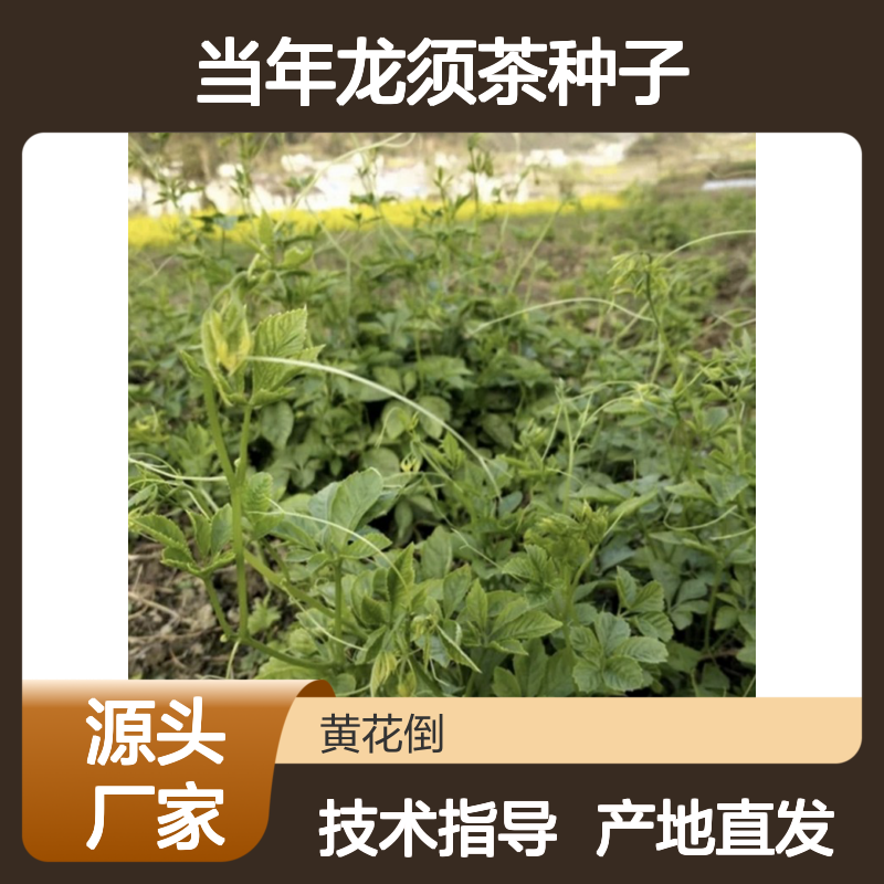 新采收当年龙须茶种子 产地直发免费技术指导