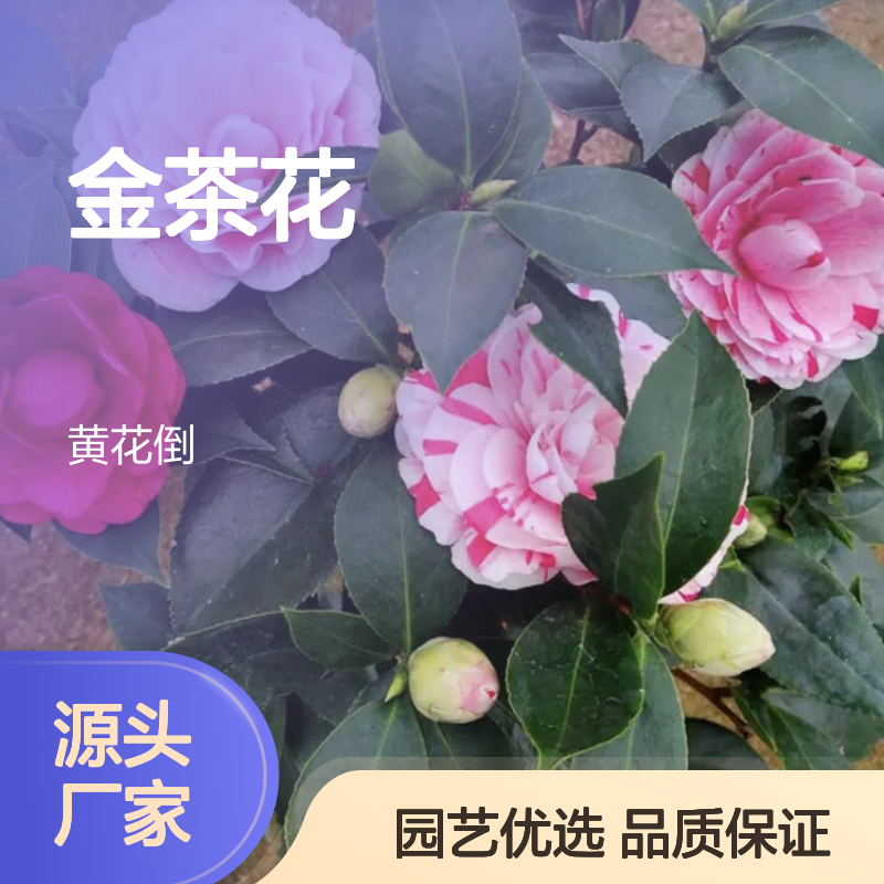 金茶花树苗 庭园绿化优选 四季常青 芬芳袭人 品种繁多