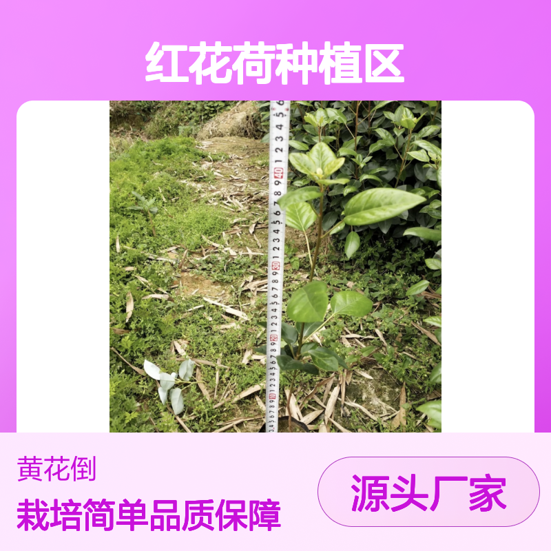 红花荷树苗 批发供应 园林绿植优选 耐寒性强 生长迅速