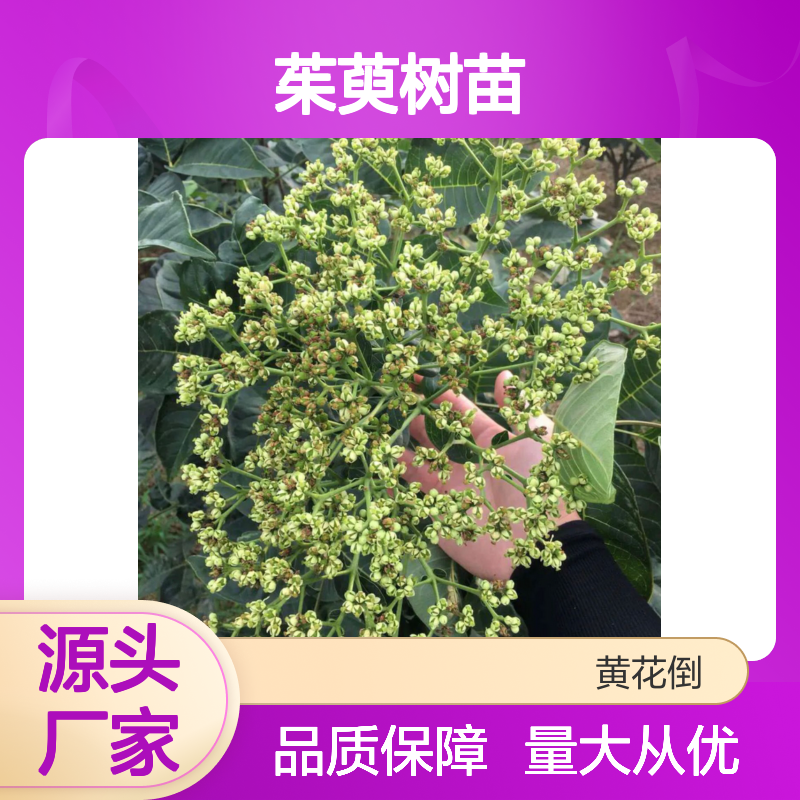 茱萸树苗基地直供 百亩种植区精选 品质优良 移栽方便
