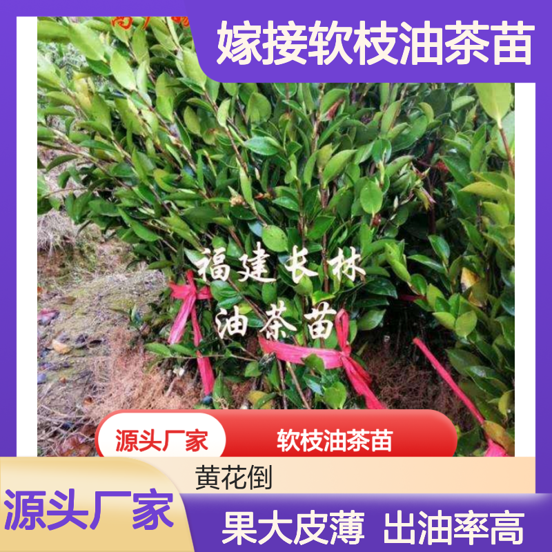 高产嫁接软枝油茶苗 种植园直供 果大皮薄 营养丰富