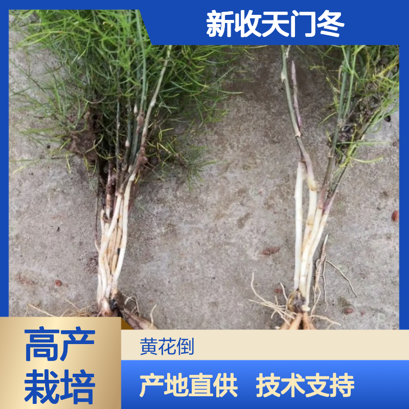 当年新收天门冬种子 产地一手货源免费技术指导