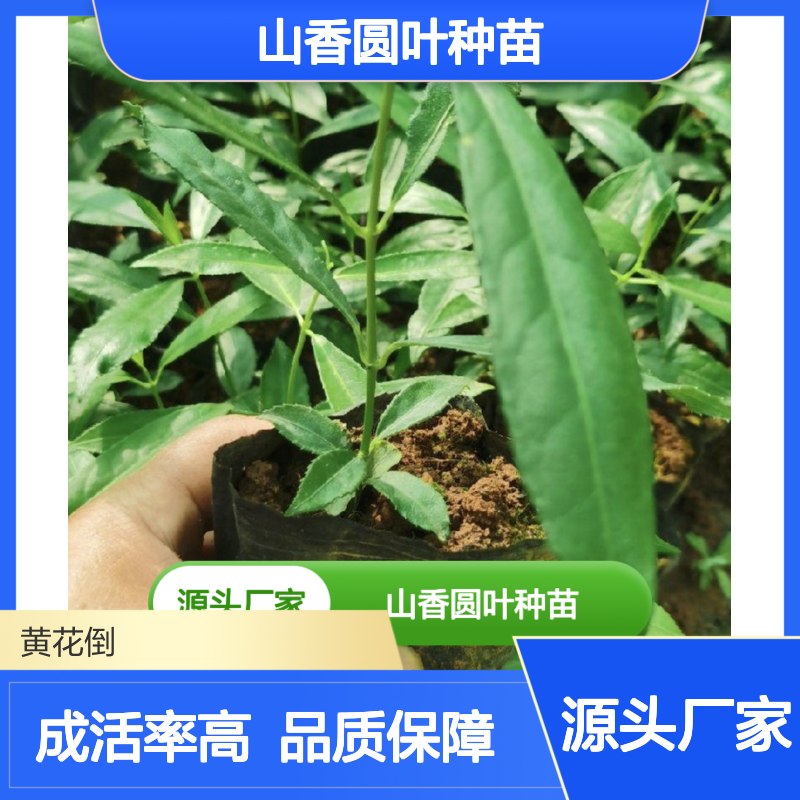 产地直发山香圆叶种苗 多年生根系发达成活高规格齐全