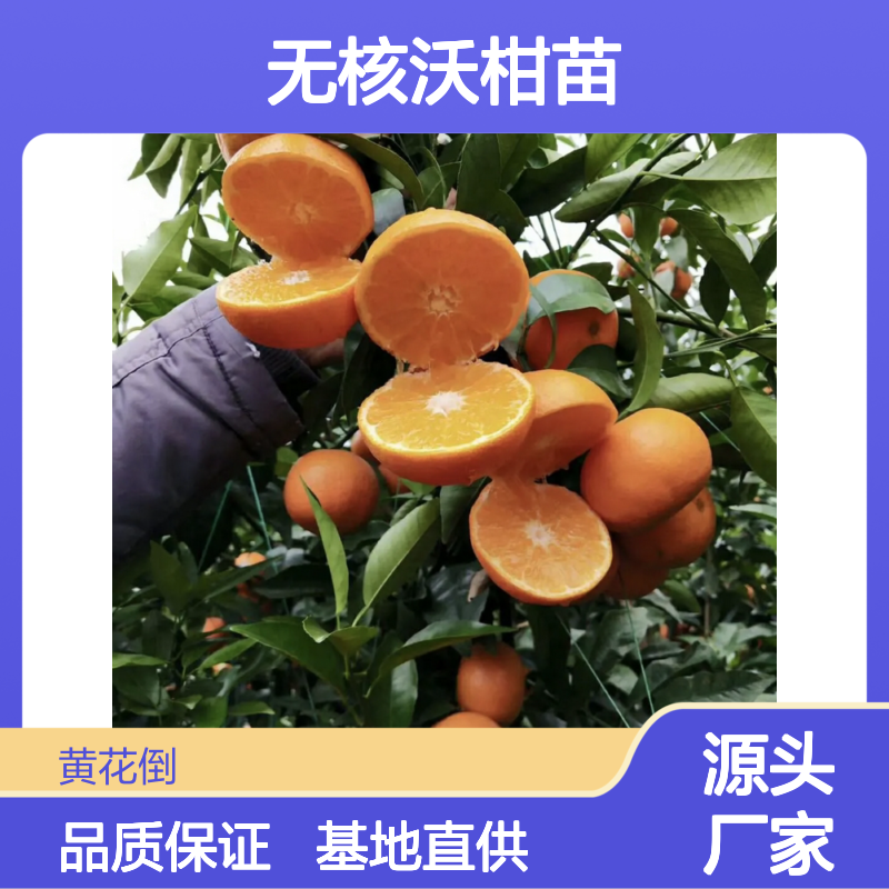 091无核沃柑苗 基地直供 挂果强 长势旺盛 甜柔低酸