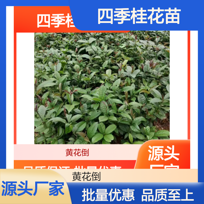 四季桂花苗 常绿乔木 批发供应 耐旱耐寒 生长健壮