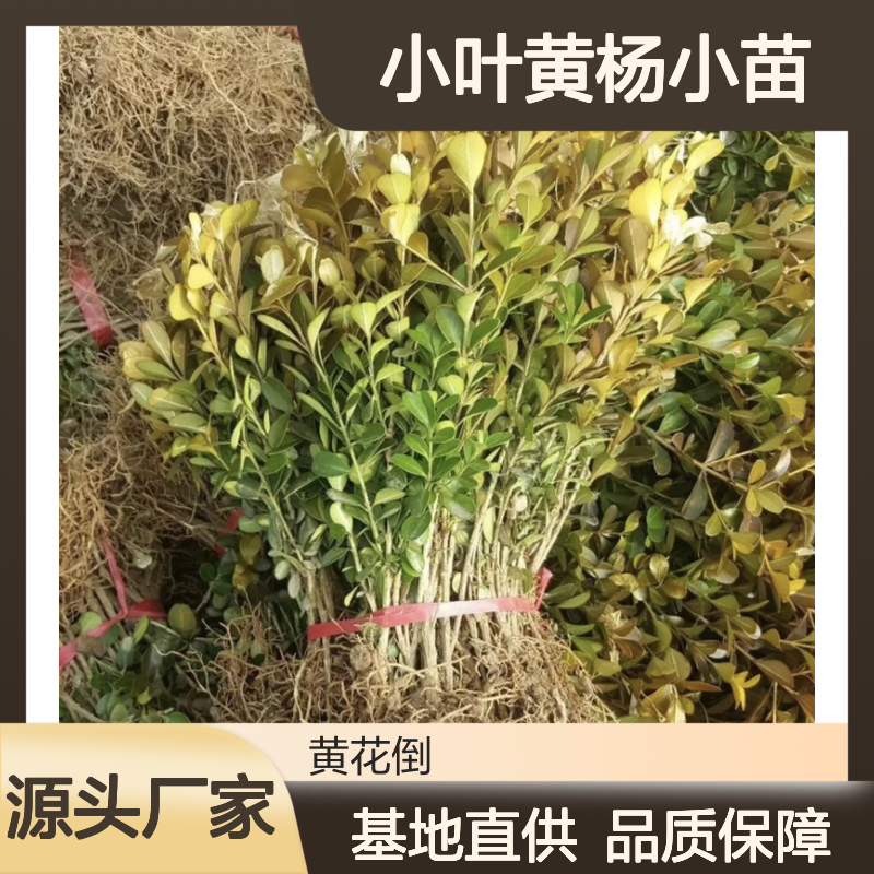 小叶黄杨小苗 基地直供 园林优选 生长旺盛 适应性强