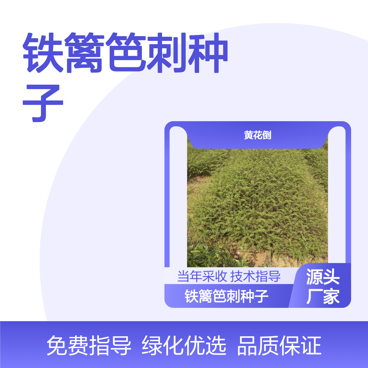 当年采收铁篱笆刺种子 自营基地免费技术指导