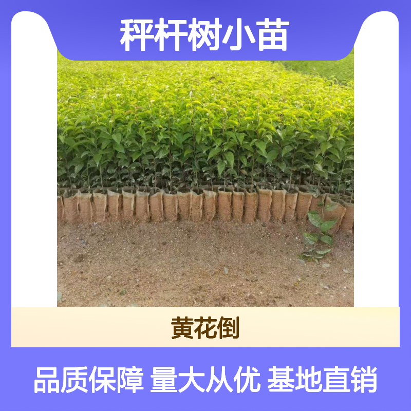 秤杆树小苗 基地直供 园林优选 落叶灌木 分布广泛