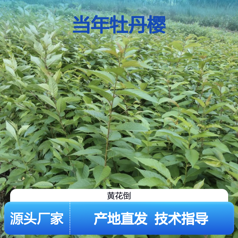 新采收当年牡丹樱种子 产地直发免费技术指导