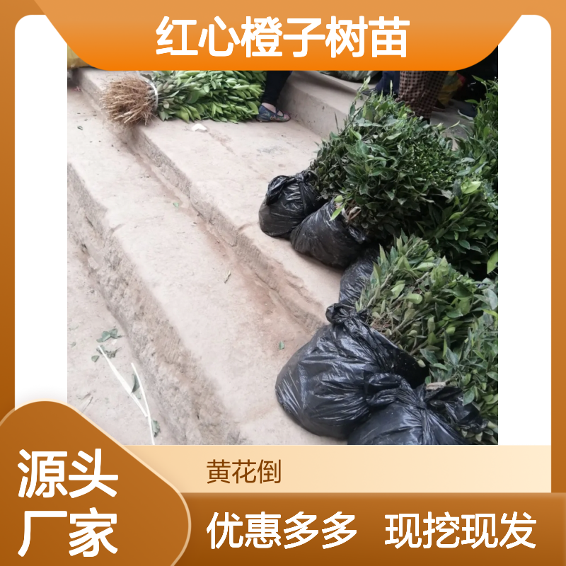 批发红心橙子树苗 百亩种植园优选 基地直供 栽培简单