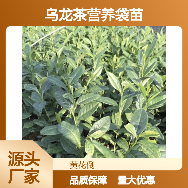 乌龙茶营养袋苗 基地直发 品质纯正 种植简单 技术支持